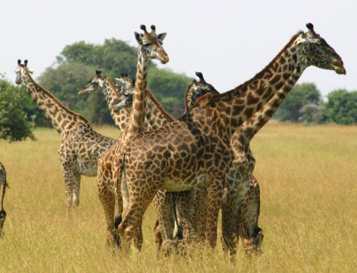 How to Book your Tanzanian Safaris and the process of arranging a good quality safari to Tanzania should be easy and fun.