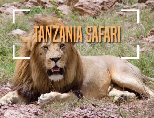 How to Book your Luxury Tanzanian Safaris?